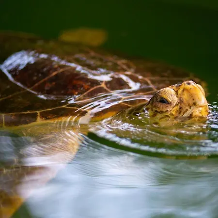 Canan Paradise Dalyan